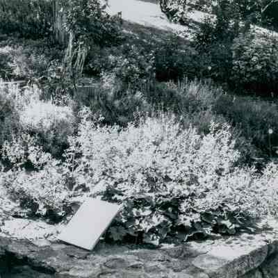 Bush-Holley House Garden A