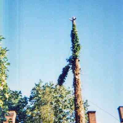 Tree Removal J