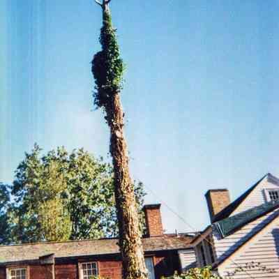 Tree Removal K