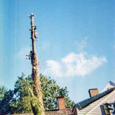 Tree Removal L