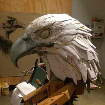 Bald Eagle Study