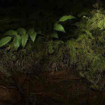 Nurse Log