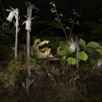 Ghost Pipes