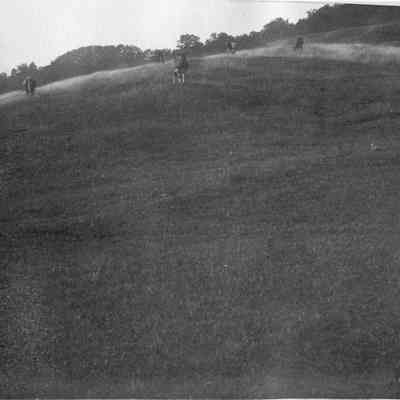 Cows grazing 6-306