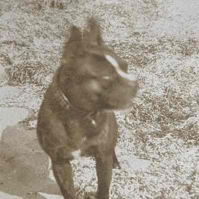 Peter the Dog