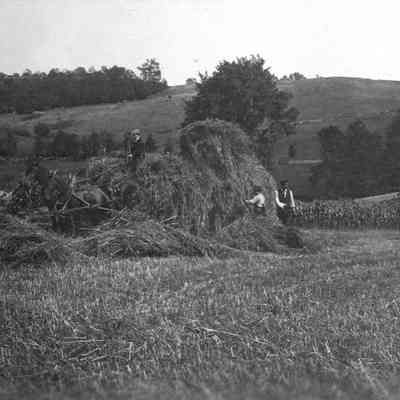 Men in Haystack 5-234
