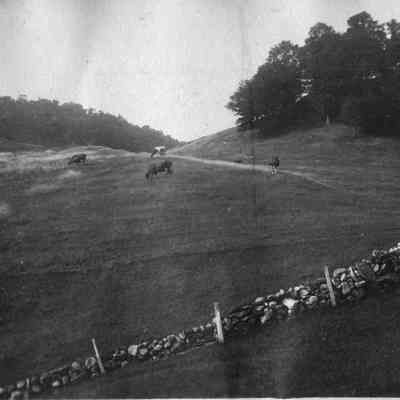 Cows in a pasture 6-309