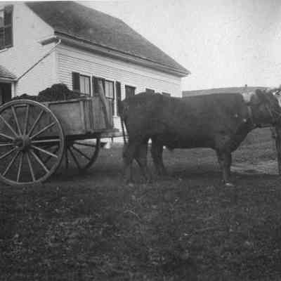 Oxen with wagon 6-0347