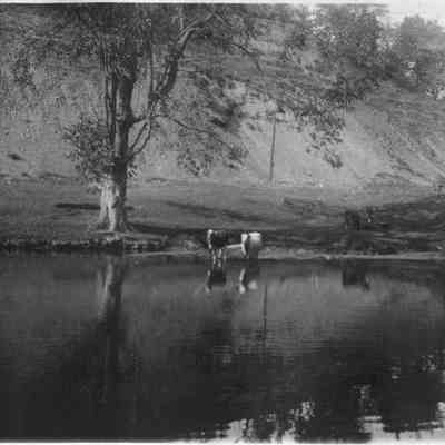 Cows watering hole 6-0318