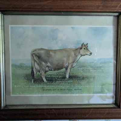Our Cow in Washington Painting