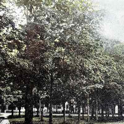 Trees on South Common