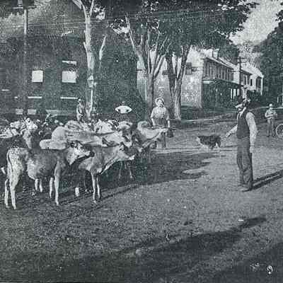 Main Street Herding