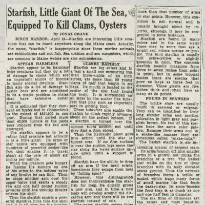 Starfish, Little Giant of the Sea