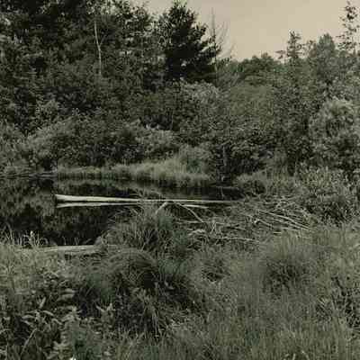 Beaver dam.