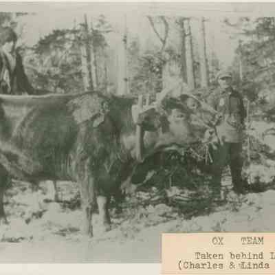 Ox Team behind the Libby House