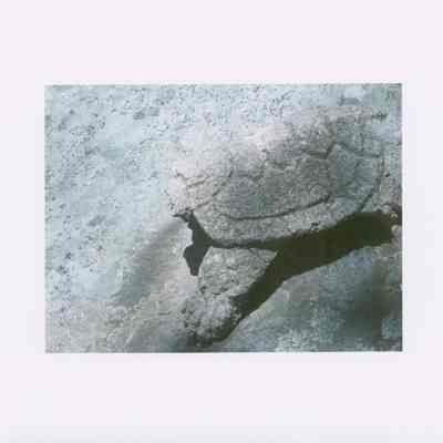 Other Turtle on Boulder. From photo collection of Hart Family private garden in West Gouldsboro, Maine.