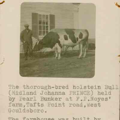 Pearl Bunker holding an ox at the Frank P. Noyes Farm