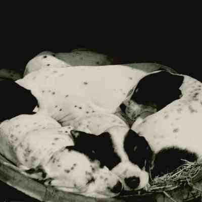 Dalmatian puppies in a basket.