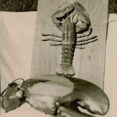 Large lobster claw.