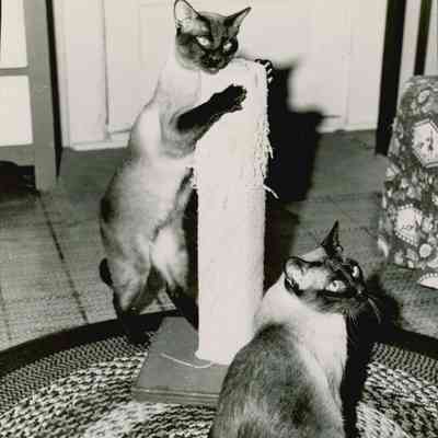 Two Siamese cats.