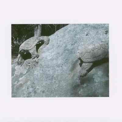 Turtles on Boulder (close up). From photo collection of Hart Family private garden in West Gouldsboro, Maine.
