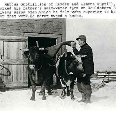Marcus Guptill and his oxen in winter