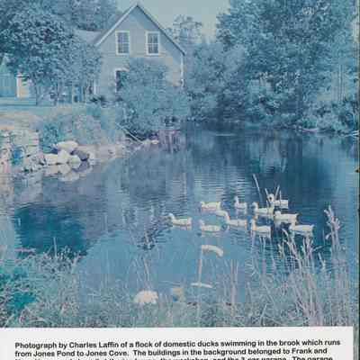 Geese on the brook between Jones Cove and Jones Pond.