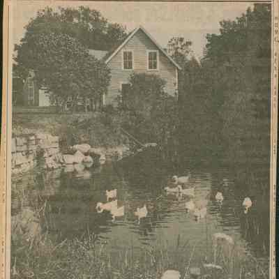 Ducks on the Mill Pond in West Gouldsboro, ME.