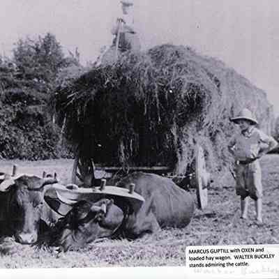 Marcus Guptill with his oxen and hay wagon