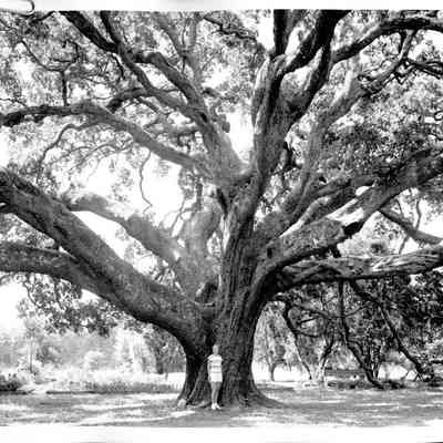 Keystone Oak - Pat Nicholson