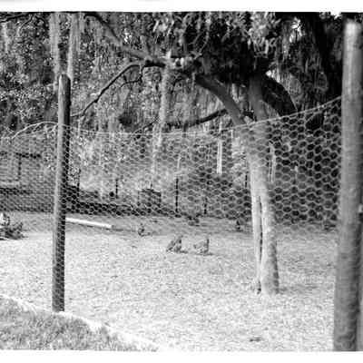 Chicken Yard