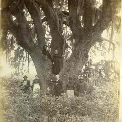 Live Oak