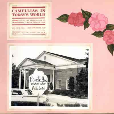 GCJ Scrapbook Camellia Show 1961-1964