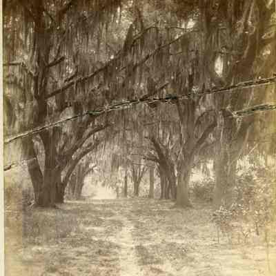 Live Oak Avenue