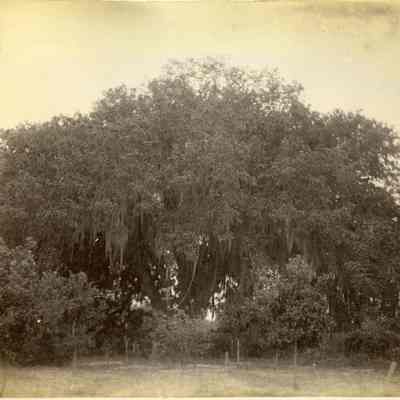 Live Oak