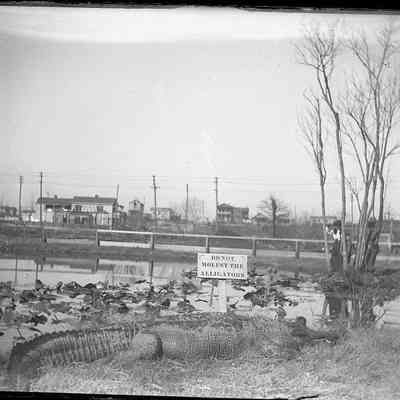 Leah Mary Cox Glass Plate Negatives