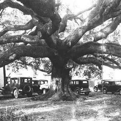 Treaty Oak