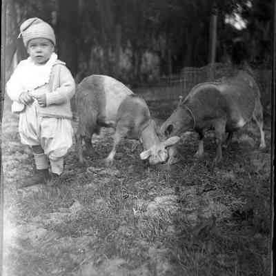 Scott child with goats/GP1.941