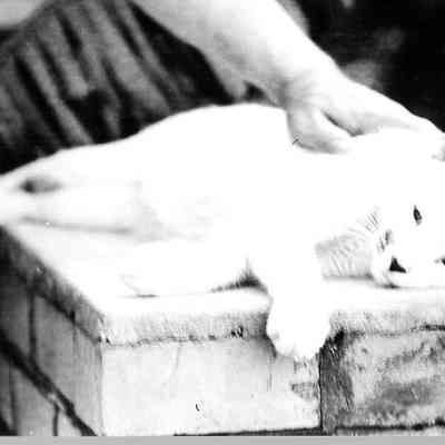 G.B. Scott with Cat on Bricks, 1915