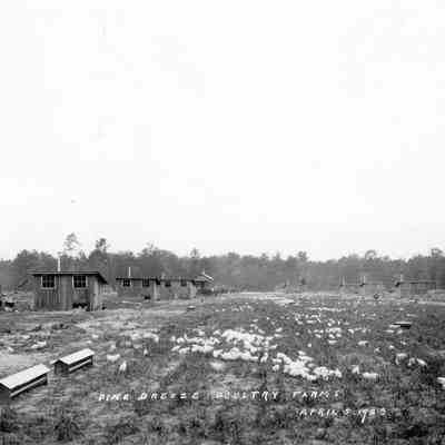 Pine Breeze Poultry Farm