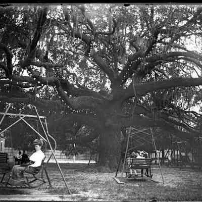 Treaty Oak/GP1.1670