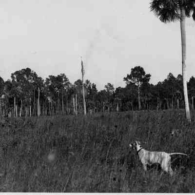 Hunting Dogs