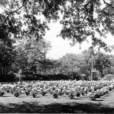 Peace Memorial Park