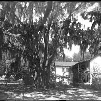 Leah Mary Cox Glass Plate Negatives