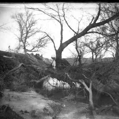 Leah Mary Cox Glass Plate Negatives