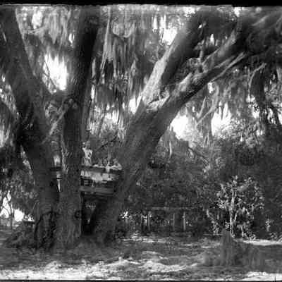 Leah Mary Cox Glass Plate Negatives