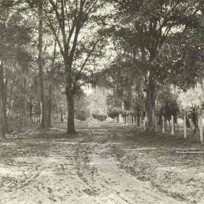 Road Scene by Appleby Estate Orange Park