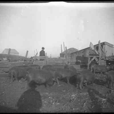 Wahoo, Nebraska farm/GP1.2148