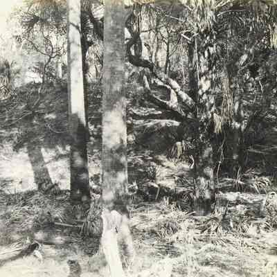 Jungle back of sand near Butler Fishing Cottage