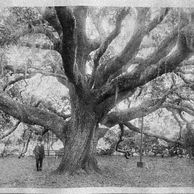 Keystone Bluff Big Oak under the Branches